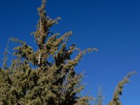 Juniperus cedrus ssp cedrus 7, Saxifraga-Ed Stikvoort