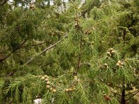 Juniperus cedrus ssp cedrus 8, Saxifraga-Ed Stikvoort