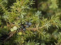 Juniperus communis 1, Jeneverbes, Saxifraga-Willem van Kruijsbergen