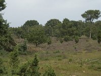 Juniperus communis 10, Jeneverbes, Saxifraga-Willem van Kruijsbergen