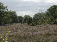 Juniperus communis 11, Jeneverbes, Saxifraga-Willem van Kruijsbergen