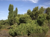 Juniperus communis 123, Jeneverbes, Saxifraga-Roel Meijer  Nature reserve Terhorsterzand, Beilen, Drenthe, Netherlands : heathland, nature reserve, Terhorsterzand, Drenthe, Netherlands, juniper, Juniperus communis, growth, summer