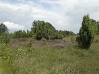 Juniperus communis 14, Jeneverbes, Saxifraga-Willem van Kruijsbergen
