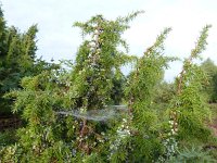 Juniperus communis 15, Jeneverbes, Saxifraga-Mark Zekhuis