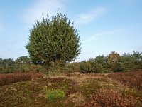 Juniperus communis 17, Jeneverbes, Saxifraga-Hans Dekker