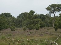 Juniperus communis 21, Jeneverbes, Saxifraga-Willem van Kruijsbergen