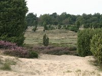 Juniperus communis 24, Jeneverbes, Saxifraga-Hans Boll