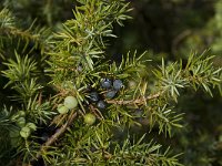 Juniperus communis 26, Jeneverbes, Saxifraga-Willem van Kruijsbergen