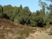 Juniperus communis 28, Jeneverbes, Saxifraga-Marijke Verhagen