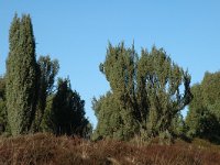 Juniperus communis 29, Jeneverbes, Saxifraga-Marijke Verhagen