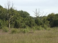 Juniperus communis 3, Jeneverbes, Saxifraga-Willem van Kruijsbergen