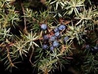 Juniperus communis 30, Jeneverbes, Saxifraga-Hans Dekker