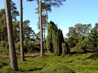 Juniperus communis 31, Jeneverbes, Saxifraga-Hans Dekker