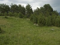 Juniperus communis 32, Jeneverbes, Saxifraga-Willem van Kruijsbergen