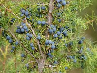 Juniperus communis 33, Jeneverbes, Saxifraga-Jasenka Topic