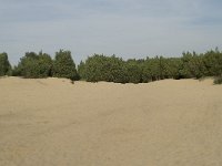Juniperus communis 34, Jeneverbes, Saxifraga-Willem van Kruijsbergen