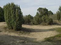 Juniperus communis 36, Jeneverbes, Saxifraga-Willem van Kruijsbergen