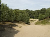 Juniperus communis 37, Jeneverbes, Saxifraga-Willem van Kruijsbergen