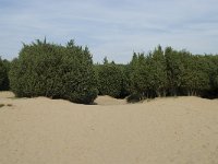 Juniperus communis 39, Jeneverbes, Saxifraga-Willem van Kruijsbergen