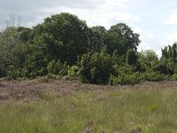 Juniperus communis 4, Jeneverbes, Saxifraga-Willem van Kruijsbergen