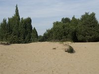 Juniperus communis 40, Jeneverbes, Saxifraga-Willem van Kruijsbergen