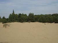 Juniperus communis 41, Jeneverbes, Saxifraga-Willem van Kruijsbergen