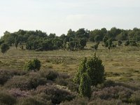Juniperus communis 43, Jeneverbes, Saxifraga-Willem van Kruijsbergen