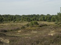 Juniperus communis 45, Jeneverbes, Saxifraga-Willem van Kruijsbergen