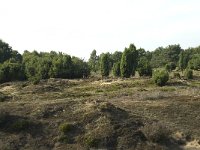 Juniperus communis 46, Jeneverbes, Saxifraga-Willem van Kruijsbergen