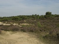 Juniperus communis 48, Jeneverbes, Saxifraga-Willem van Kruijsbergen