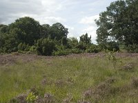 Juniperus communis 5, Jeneverbes, Saxifraga-Willem van Kruijsbergen