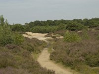 Juniperus communis 50, Jeneverbes, Saxifraga-Willem van Kruijsbergen