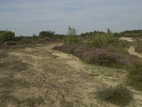 Juniperus communis 51, Jeneverbes, Saxifraga-Willem van Kruijsbergen