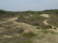 Juniperus communis 52, Jeneverbes, Saxifraga-Willem van Kruijsbergen