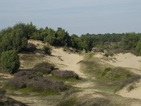 Juniperus communis 56, Jeneverbes, Saxifraga-Willem van Kruijsbergen