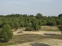Juniperus communis 57, Jeneverbes, Saxifraga-Willem van Kruijsbergen