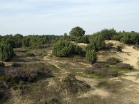 Juniperus communis 59, Jeneverbes, Saxifraga-Willem van Kruijsbergen
