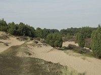 Juniperus communis 60, Jeneverbes, Saxifraga-Willem van Kruijsbergen