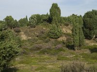 Juniperus communis 61, Jeneverbes, Saxifraga-Willem van Kruijsbergen