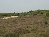 Juniperus communis 62, Jeneverbes, Saxifraga-Willem van Kruijsbergen