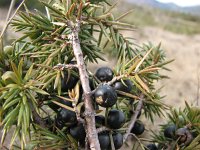 Juniperus communis 76, Jeneverbes, Saxifraga-Jasenka Topic