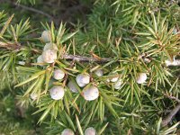 Juniperus communis 77, Jeneverbes, Saxifraga-Jasenka Topic