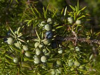Juniperus communis 79, Jeneverbes, Saxifraga-Willem van Kruijsbergen