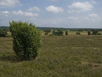 Juniperus communis 80, Jeneverbes, Saxifraga-Jan van der Straaten