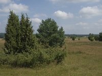 Juniperus communis 81, Jeneverbes, Saxifraga-Jan van der Straaten