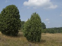Juniperus communis 82, Jeneverbes, Saxifraga-Jan van der Straaten