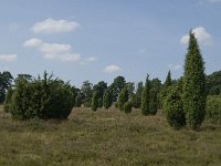 Juniperus communis 83, Jeneverbes, Saxifraga-Jan van der Straaten