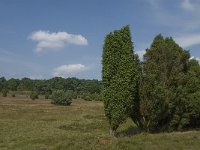 Juniperus communis 84, Jeneverbes, Saxifraga-Jan van der Straaten