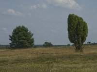 Juniperus communis 85, Jeneverbes, Saxifraga-Jan van der Straaten