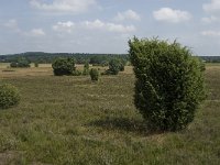 Juniperus communis 86, Jeneverbes, Saxifraga-Jan van der Straaten
